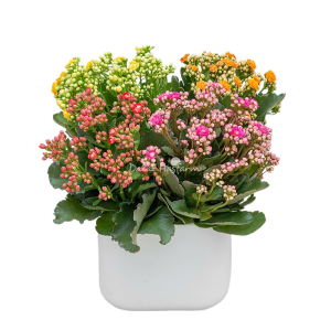 Chậu Cây Thiết Kế Trong Lành 025