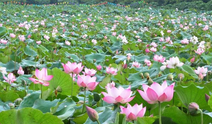 Hình ảnh đầm sen