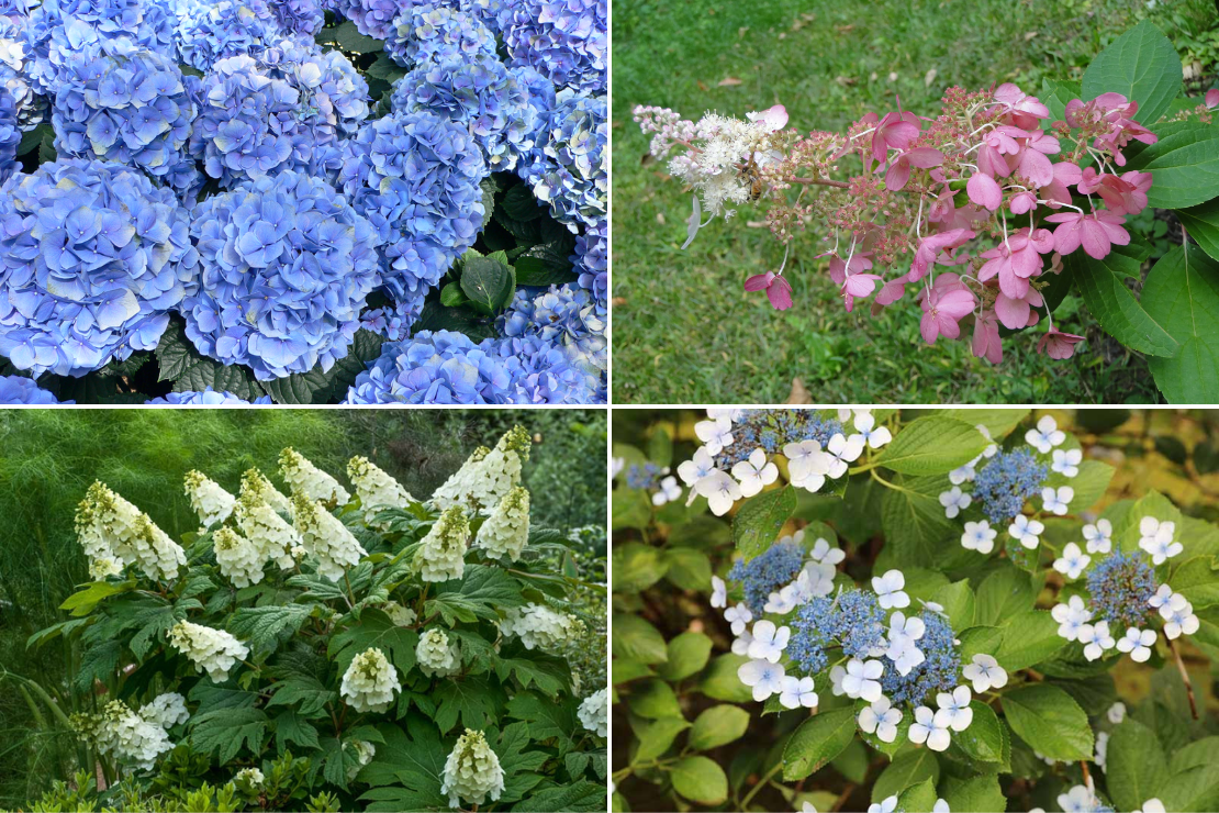 Các loại hoa cẩm tú cầu phổ biến