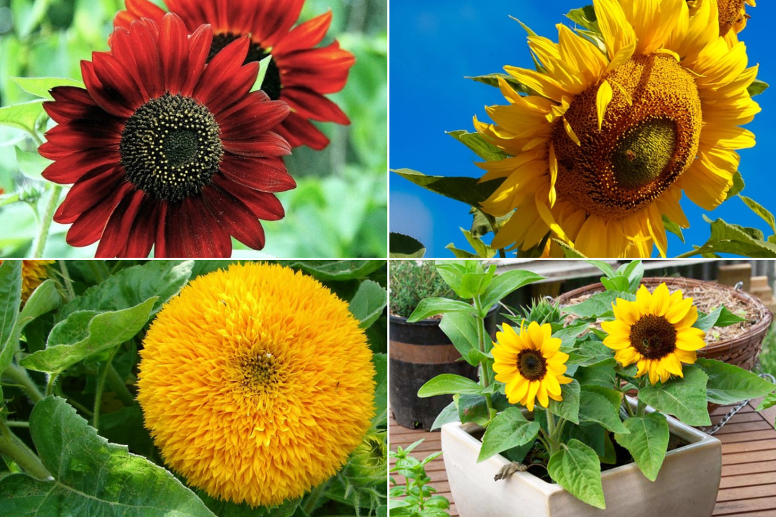 Các loại hoa hướng dương phổ biến