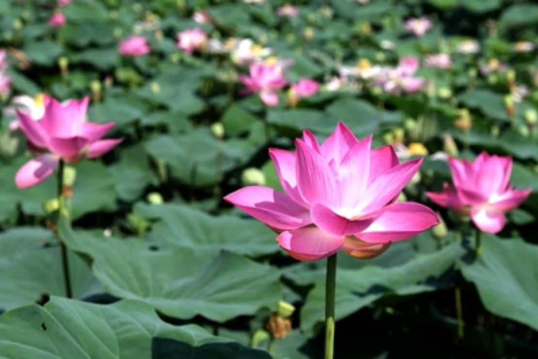 Hoa sen – Biểu tượng thanh khiết và vẻ đẹp tâm hồn Việt