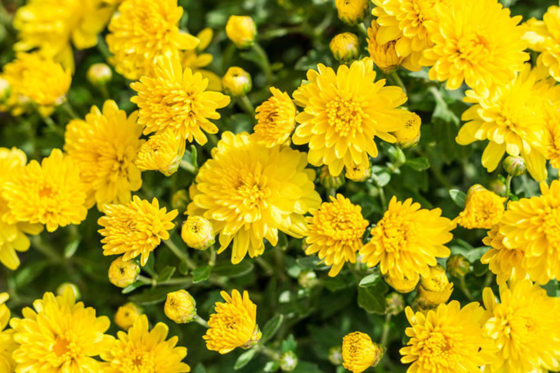 Hoa cúc – Biểu tượng của hạnh phúc và sự bình an